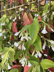 Magnoliopsida