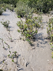 Aegiceras corniculatum