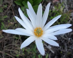 Knowltonia tenuifolia