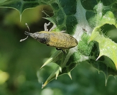 Lixus cardui