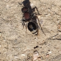 Sigilla dorsata