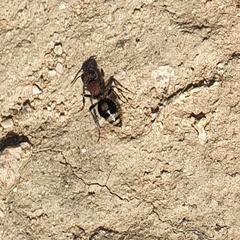 Sigilla dorsata