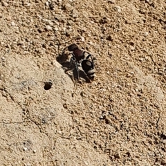 Sigilla dorsata