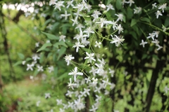 Clematis chinensis