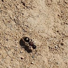 Sigilla dorsata