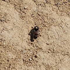 Sigilla dorsata
