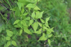 Clematis chinensis