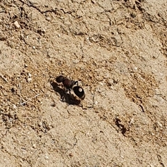 Sigilla dorsata