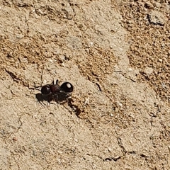 Sigilla dorsata