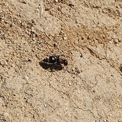 Sigilla dorsata