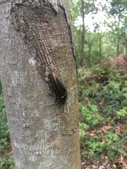 Campsosternus auratus