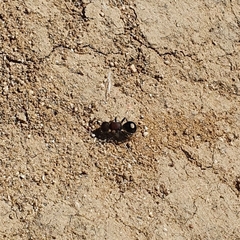 Sigilla dorsata