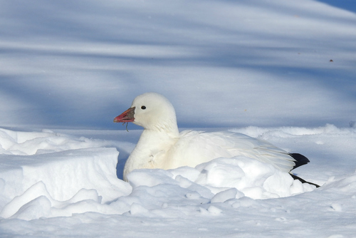 Ross's Goose, photo 8 of 10