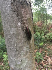 Campsosternus auratus