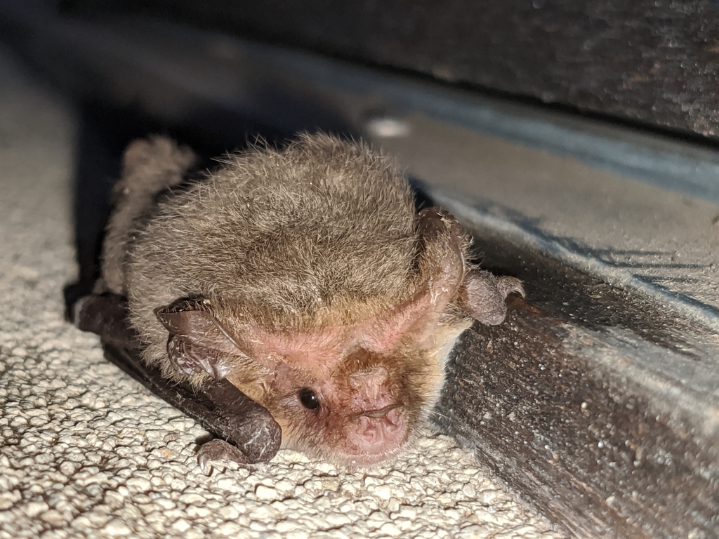Lesser Long-Eared Bat