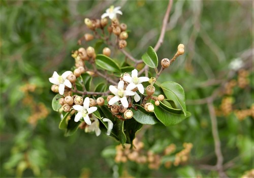 Leptolaena cuspidata
