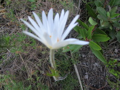 Knowltonia tenuifolia