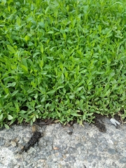 Polygonum arenastrum