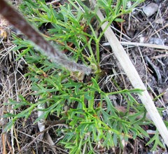Knowltonia tenuifolia