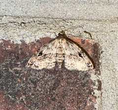 Melanomma auricinctaria