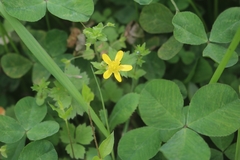 Ranunculus sieboldii