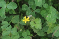 Ranunculus sieboldii