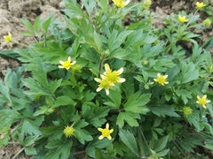 Ranunculus sieboldii