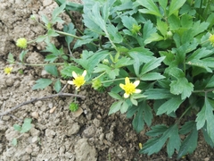 Ranunculus sieboldii