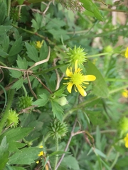 Ranunculus sieboldii