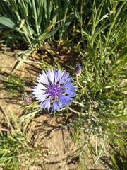 Centaurea cyanus