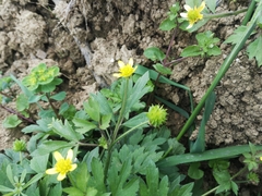 Ranunculus sieboldii