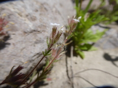 Gilia laciniata