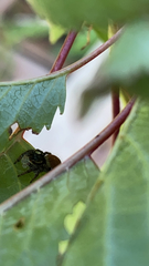 Carrhotus xanthogramma