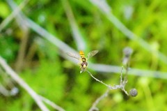 Sphaerophoria menthastri