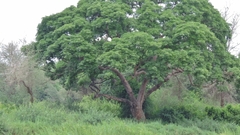 Albizia glaberrima