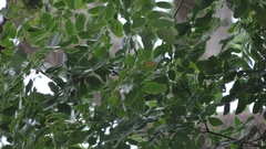 Albizia glaberrima