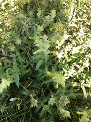 Rhinanthus alectorolophus