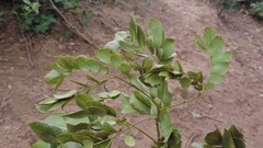 Albizia glaberrima