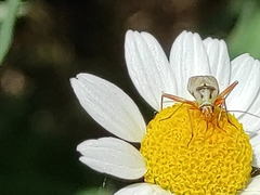 Calocoris roseomaculatus angularis