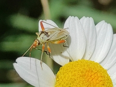 Calocoris roseomaculatus angularis