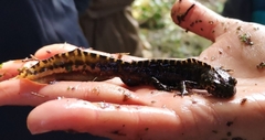 Triturus marmoratus