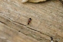 Stricticomus valgipes