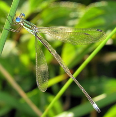 Lestes virgatus