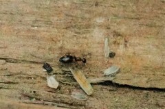 Stricticomus valgipes