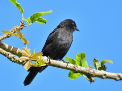 Melaenornis pammelaina ater