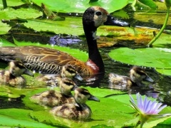 White-Faced Whistling-Duck photo 6