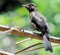 Melaenornis pammelaina ater