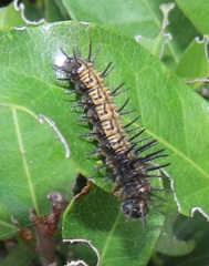 Acraea petraea