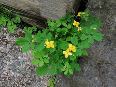 Chelidonium majus