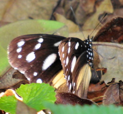 Hypolimnas anthedon wahlbergi